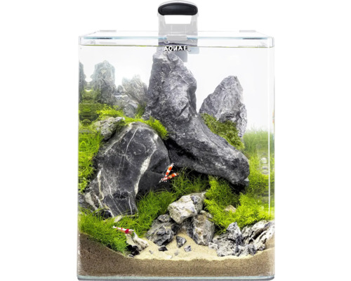 Dekoratives Aquarium mit Steinen, Pflanzen und Garnelen