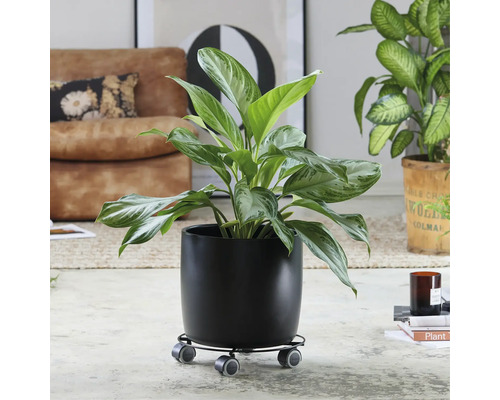 Plante d''intérieur dans un pot noir sur roulettes