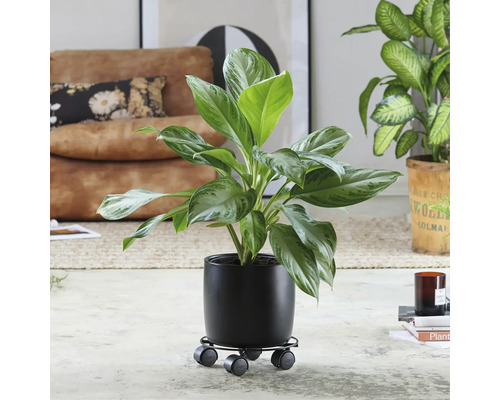 Plante d''intérieur dans un pot noir sur un plateau à roulettes