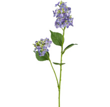Branche d''hortensia avec des fleurs violettes et des feuilles vertes
