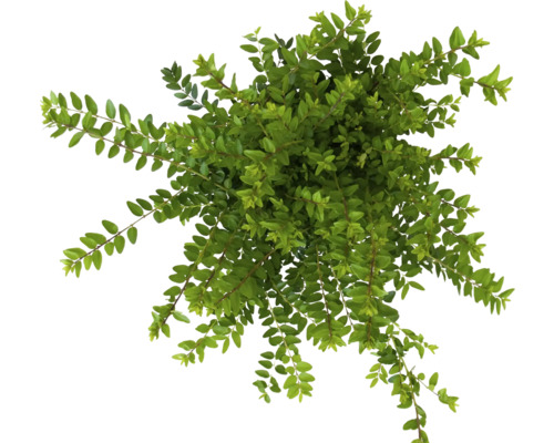 Vue de dessus d''une plante de chèvrefeuille arbustif à feuilles persistantes