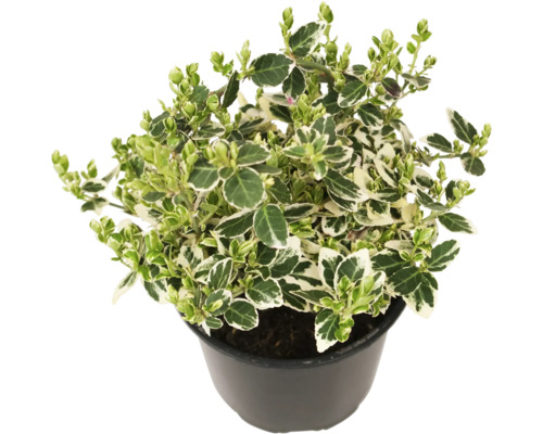 Fusain de Fortune blanc multicolore FloraSelf Euonymus fortunei "Emerald Gaiety" pot Ø 13 cm