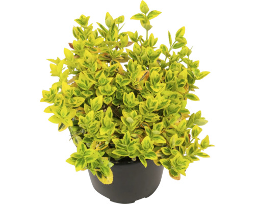 Gelbbunte Kriechspindel FloraSelf Euonymus fortunei 'Emerald n Gold' Ø 13 cm Topf Immergrüner Spindelstrauch im Topf