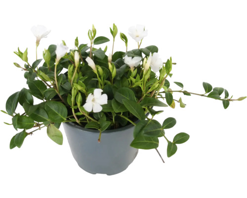 Weisses Immergrün FloraSelf Vinca minor 'Alba' Ø 13 cm Topf