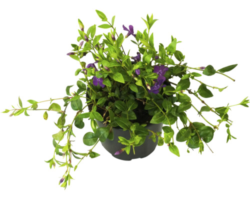 Pervenche à fleurs violettes FloraSelf Vinca minor 'Atropurpurea' pot Ø 13 cm