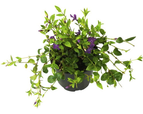 Pervenche à fleurs violettes FloraSelf Vinca minor 'Atropurpurea' pot Ø 13 cm Pervenche en pot avec des fleurs violettes