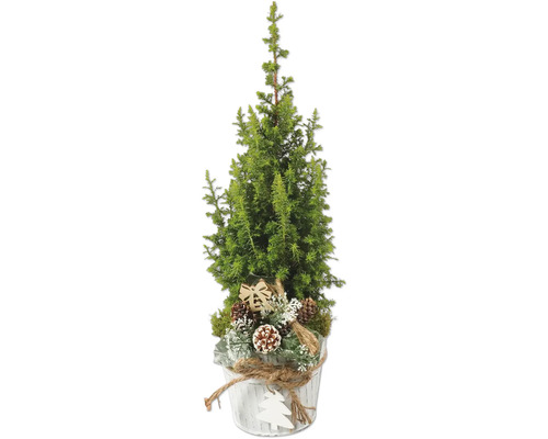 Scheinzypresse FloraSelf Top Point H 35-40 cm T 13 cm Scheinzypresse FloraSelf Top Point H 35-40 cm T 13 cm