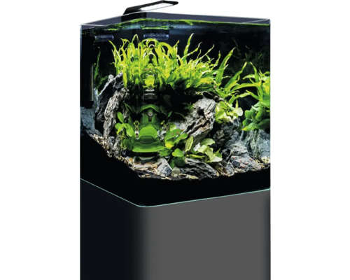 Aquarium mit Pflanzen und Dekoration