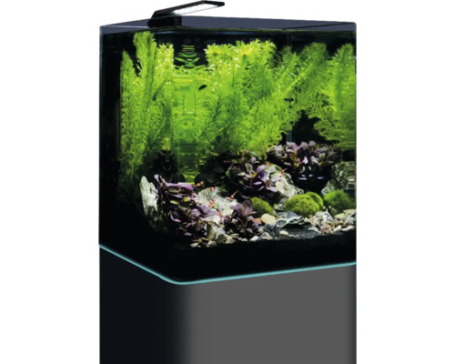 Aquarium aménagé avec plantes, pierres et crevettes