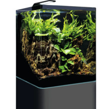 Aquarium mit Dekoration und Pflanzen