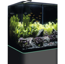 Eingerichtetes Aquarium mit Fischen und Pflanzen
