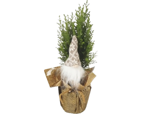 Scheinzypresse Ellwoodii mit Wichtel FloraSelf H 30-35 cm T 9 cm- verschiedenen Farben Scheinzypresse Ellwoodii mit Wichtel FloraSelf H 30-35 cm T 9 cm- verschiedenen Farben
