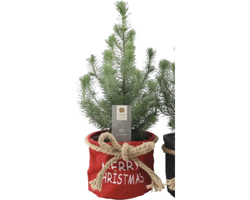 Pinie 'Silver Crest' FloraSelf H 45-50 cm T 17 cm Pinie 'Silver Crest' FloraSelf H 45-50 cm T 17 cm
