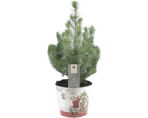 Pinie 'Silver Crest' in Zink Santa FloraSelf H 45-50 cm T 17 cm Pinie 'Silver Crest' in Zink Santa FloraSelf H 45-50 cm T 17 cm