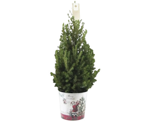 Zuckerhutfichte FloraSelf H 60-70 cm T 17 cm Zinktopf Santa Zuckerhutfichte FloraSelf H 60-70 cm T 17 cm Zinktopf Santa