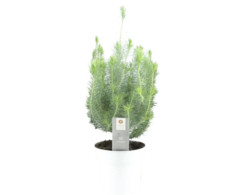 Pinie 'Silver Crest' FloraSelf H 45-50 cm T 17 cm Topf farbig Pinie 'Silver Crest' FloraSelf H 45-50 cm T 17 cm Topf farbig