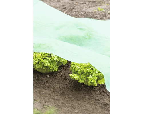 Salades dans le jardin sous un voile de protection