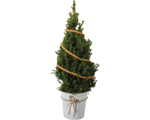 Zuckerhutfichte FloraSelf Picea glauca 'Conica' 19 cm Zinktopf Zuckerhutfichte FloraSelf Picea glauca 'Conica' 19 cm Zinktopf