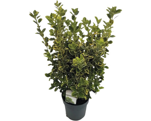 Fusain jaune multicolore FloraSelf Euonymus japonicus 'Aureomarginatus' h 50-60 cm Co 10 l touffu