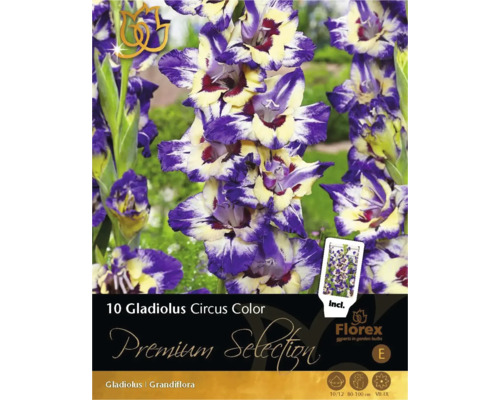 Blumenzwiebel Gladiole 'Circus Color' 10 Stk