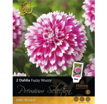 Verpackung mit zwei Dahlien Fuzzy Wuzzy Zwiebeln