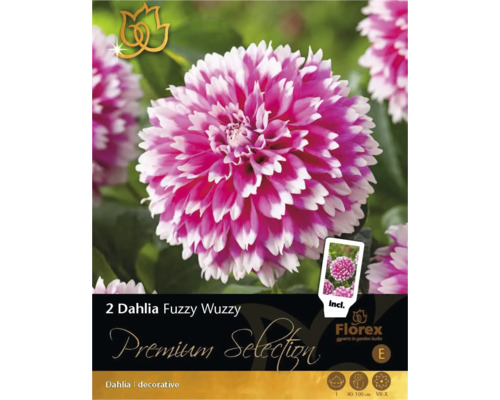 Bulbes dahlia 'Fuzzy Wuzzy' 2 pièces