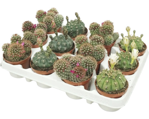 Kaktus mit Blüten FloraSelf Cactus Ø 8,5 cm Topf zufällige Sortenauswahl