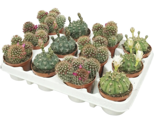 Cactus avec fleurs FloraSelf Cactus pot Ø 8,5 cm sélection aléatoire de variétés Plateau avec plusieurs petits cactus en pot