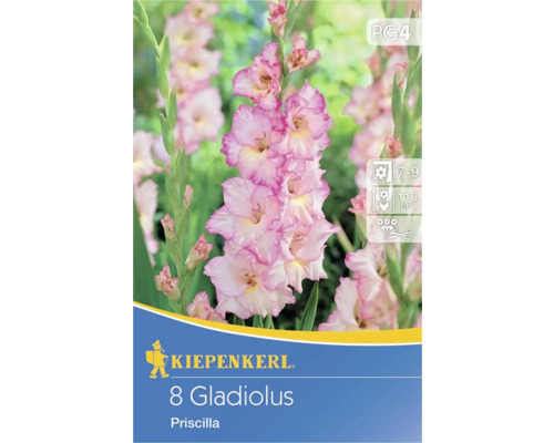 Grossblumige Gladiole Priscilla
