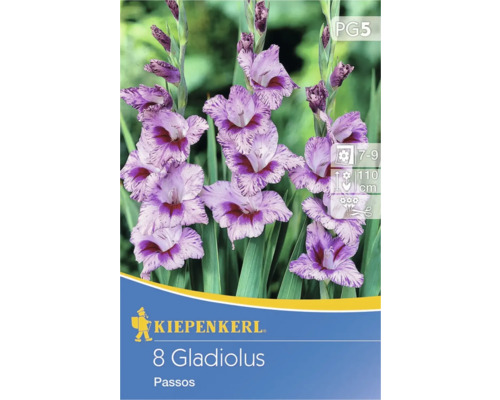 Kleinblumige Gladiole Passos