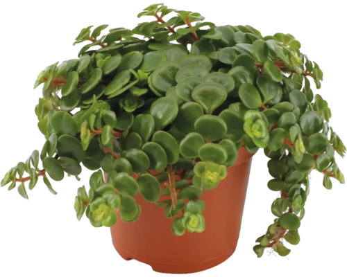 Peperomia rotundifolia in einem Topf