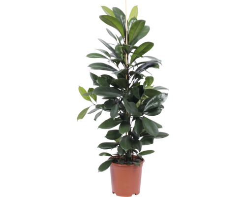 Plante d''intérieur en pot avec tuteur