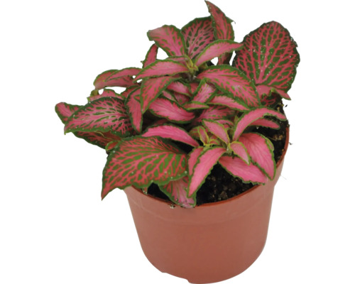 Fittonia Zimmerpflanze im Topf