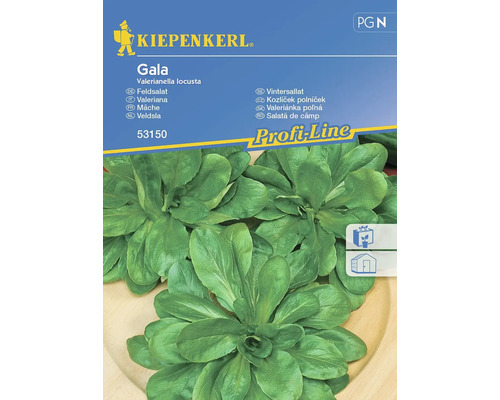 Mâche Gala Kiepenkerl graines de salade stables pour env. 5 mètres linéaires Kiepenkerl Gala graines de salade de blé