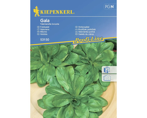 Feldsalat Gala Kiepenkerl Samenfestes Saatgut Salatsamen für ca. 5 lfd Meter