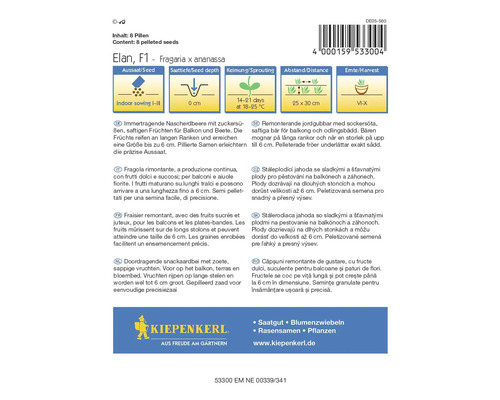 Paquet de graines de fraises Elan F1 pour l''intérieur