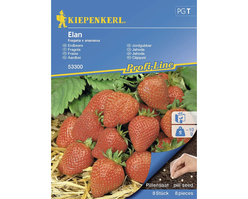 Fraisier Elan Kiepenkerl semences hybrides fraisier