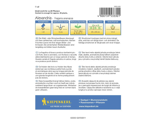 Paquet de graines de fraises Kiepenkerl Alexandria Fragaria Ananassa