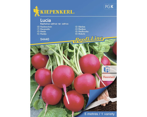 Radis Lucia Kiepenkerl semences hybrides graines de légumes, ruban de graines Graines de radis Kiepenkerl Lucia