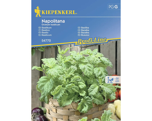 Basilic Napolitana Kiepenkerl graines fixées graines de fines herbes