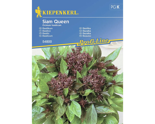 Basilic Siam Queen Kiepenkerl graines fixées graines de fines herbes