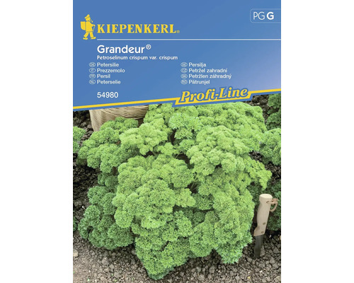 Persil Grandeur® (Darki) Kiepenkerl semences non hybrides graines de fines herbes, feuilles frisées