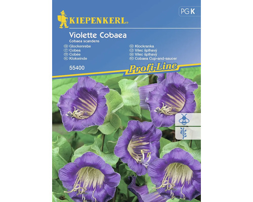 Glockenrebe Kiepenkerl Blumensamen