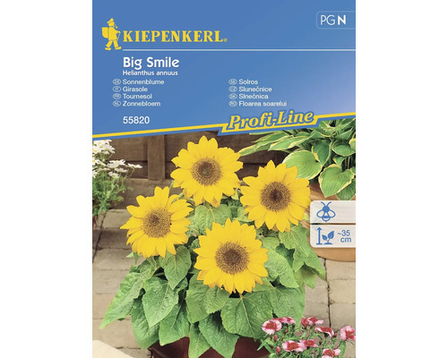 Sonnenblume Big Smile Kiepenkerl Samenfestes Saatgut Blumensamen