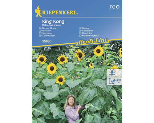 Tournesol King Kong Kiepenkerl semences non hybrides graines de fleurs