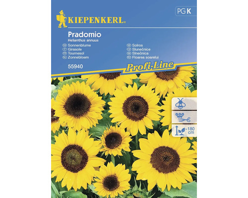 Tournesol Pradomio Kiepenkerl semences non hybrides graines de fleurs