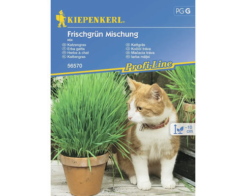 Mélange vert frais mélange Kiepenkerl semences résistantes Semences d'herbes Mélange d''herbe à chat Kiepenkerl avec chat et pot