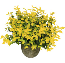 Fusain planté en pot