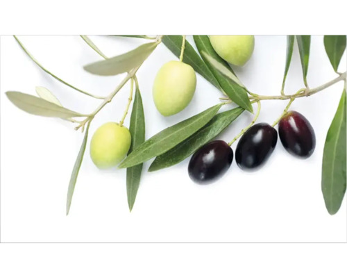 Crédence de cuisine mySpotti Profix branches d'olives 100 x 60 cm PX-10060-1885-HB