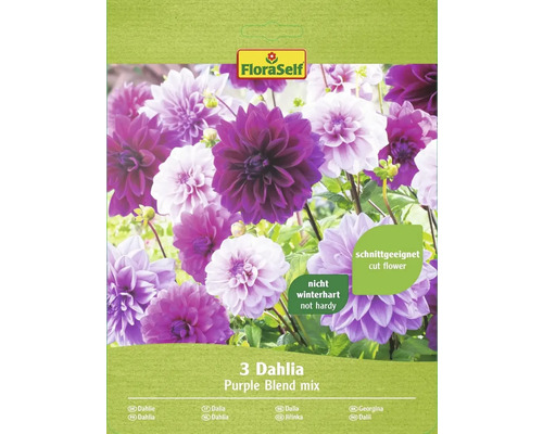 Blumenzwiebel FloraSelf Dahlie Purple Blend Mix 3 Stk